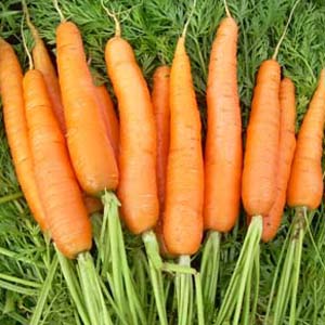 Хранение моркови. Общие ведомости.