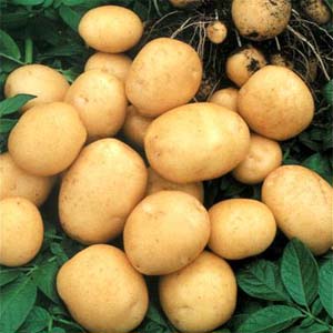 Хранение картофеля и овощей в буртах и траншеях
