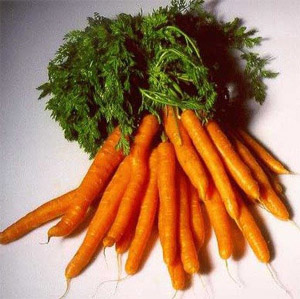 Хранение моркови в складах и холодильниках
