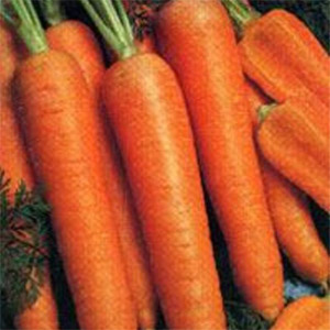 Борьба с болезнями моркови