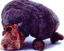 Поделки из природного материала: Поделка Черепаха