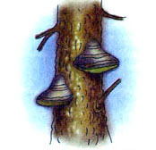 Поделки из природного материала: из древесных грибов